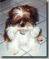 Piper with a bone in his mouth looking too cute! (Summer 96 8K)