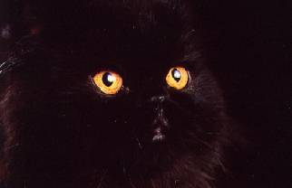 Nerina