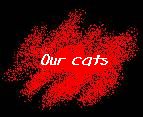 our cats