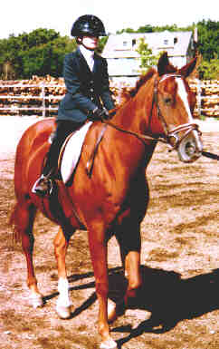 horse2.jpg (15823 bytes)
