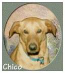 Chico
