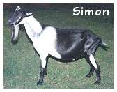 Simon