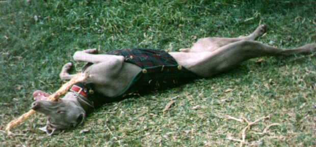 Sigfried