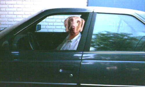 Sigfried