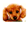 [Puppy]