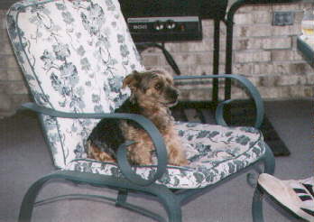ZV on screen porch