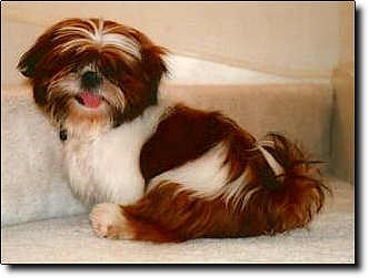Shih Tzu Photo (13K)