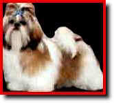 Shih Tzu Photo (6K)