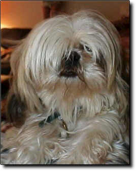 Shih Tzu Photo (13K)