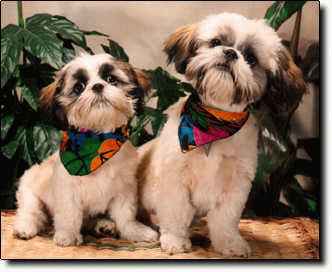 Shih Tzu Photo (14K)