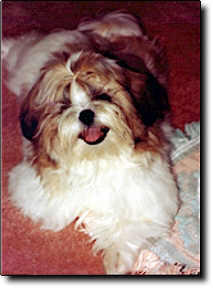 Shih Tzu Photo (10K)