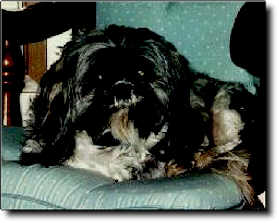 Shih Tzu Photo (11K)
