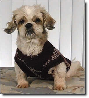Shih Tzu Photo (15K)
