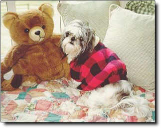 Shih Tzu Photo (15K)