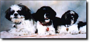 Shih Tzu Photo (9K)