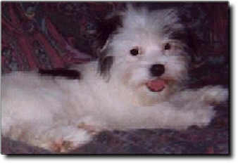 Shih Tzu Photo (9K)