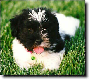 Shih Tzu Photo (17K)