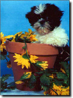 Shih Tzu Photo (16K)