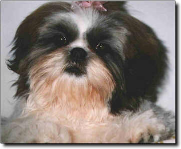 Shih Tzu Photo (14K)