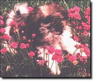 Shih Tzu Photo (0K)