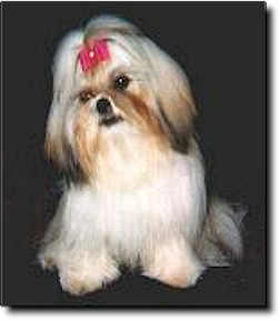 Shih Tzu Photo (9K)
