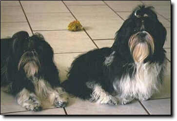 Shih Tzu Photo (13K)