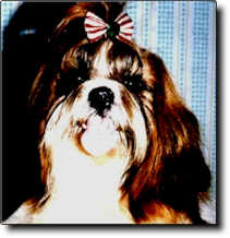 Shih Tzu Photo (10K)