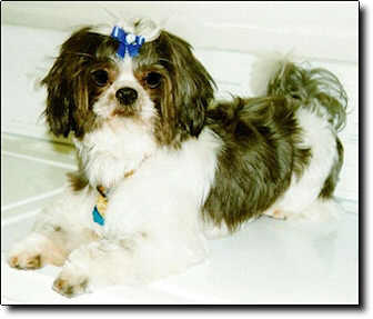 Shih Tzu Photo (14K)