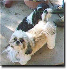 Shih Tzu Photo (13K)