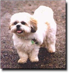 Shih Tzu Photo (13K)