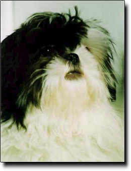 Shih Tzu Photo (11K)