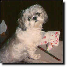 Shih Tzu Photo (7K)