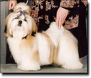 Shih Tzu Photo (16K)