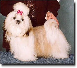 Shih Tzu Photo (14K)