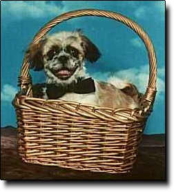 Shih Tzu Photo (15K)