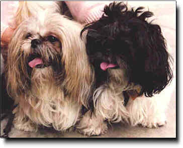 Shih Tzu Photo (0K)