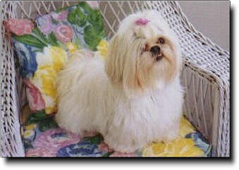Shih Tzu Photo (14K)