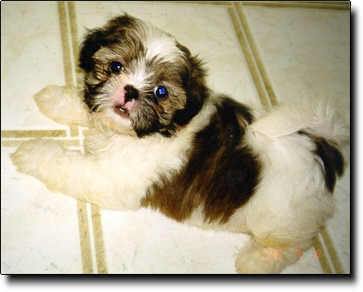 Shih Tzu Photo (14K)