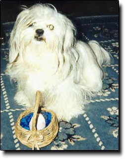 Shih Tzu Photo (14K)