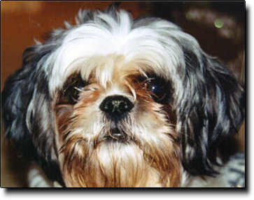 Shih Tzu Photo (17K)