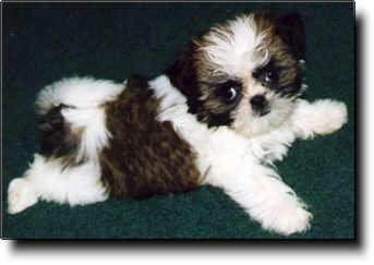 Shih Tzu Photo (11K)