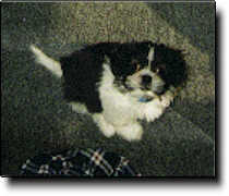 Shih Tzu Photo (7K)