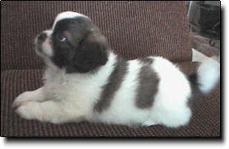 Shih Tzu Photo (10K)