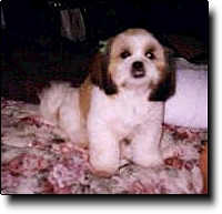 Shih Tzu Photo (7K)