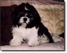 Shih Tzu Photo (9K)
