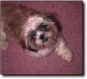 Shih Tzu Photo (6K)