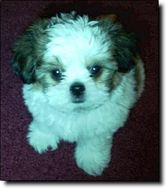 Shih Tzu Photo (16K)