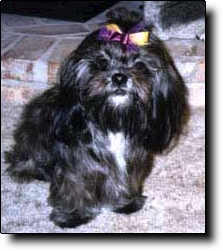 Shih Tzu Photo (11K)