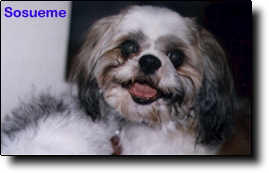 Shih Tzu Photo (7K)