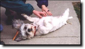 Shih Tzu Photo (9K)